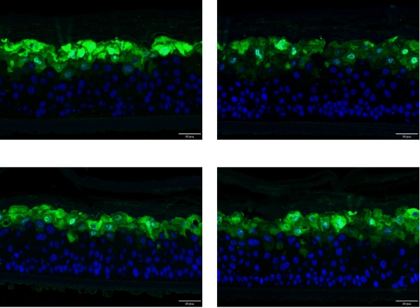 repair of damaged epidermal 3D skin models