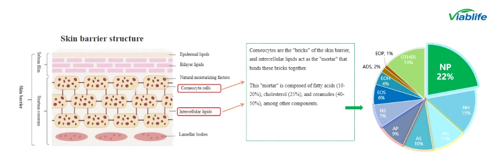 Συστατικά καλλυντικών κεραμιδίων για φραγμούς δέρματος ceramide cosmetic ingredients for skin barriers